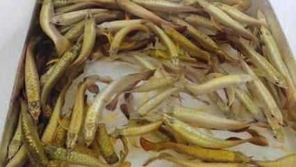 固原龍魚專賣店：在固原市，有一些地方可以買到龍魚,固原龍魚專賣店