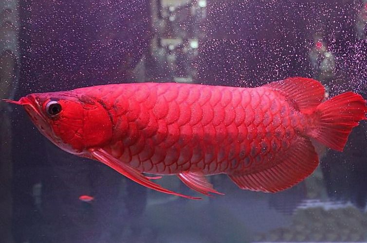 養(yǎng)龍魚缸的理想尺寸（養(yǎng)龍魚缸的理想尺寸是多少？）