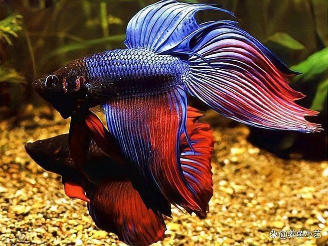 如何與金龍魚建立互動？