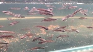 雷龍魚苗批發（關于雷龍魚苗批發的一些詳細信息）