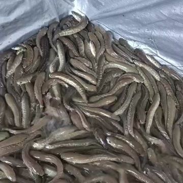 雷龍魚苗批發（關于雷龍魚苗批發的一些詳細信息）