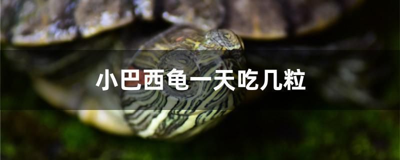 杭州金龍魚熱帶魚養殖基地電話多少號：關于杭州金龍魚熱帶魚養殖基地電話的問題