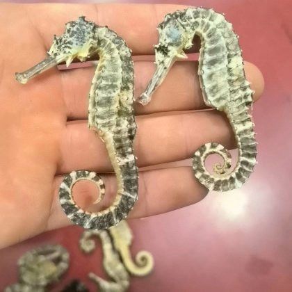 海龍的市場供需情況如何