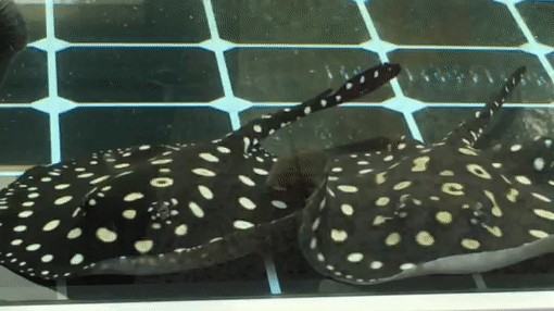 金龍魚養(yǎng)單還是養(yǎng)雙：養(yǎng)魚養(yǎng)單數(shù)不養(yǎng)雙數(shù)的金龍魚，養(yǎng)單數(shù)的金龍魚養(yǎng)單還是養(yǎng)雙