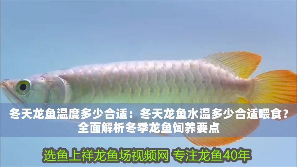 冬天龍魚溫度多少合適：冬天龍魚水溫多少合適喂食？全面解析冬季龍魚飼養要點