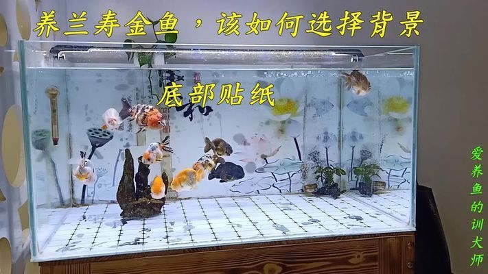 紅龍魚都吃什么食物呢圖片視頻（紅龍魚都吃什么食物呢圖片視頻大全）