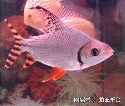 飛鳳魚體色變化規律研究