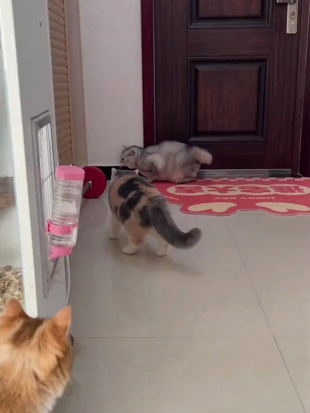 龍貓和什么動物一起養最和諧？