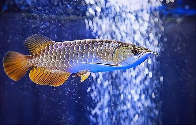 銀龍魚跟金龍魚是一個品種嗎