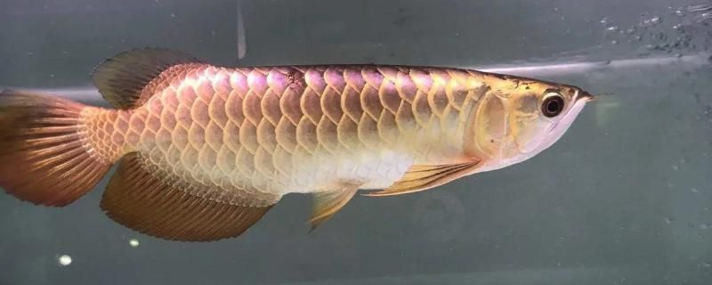 魚缸養金龍魚多久才換水：魚缸養金龍魚多久才換水及換水量的依據是什么