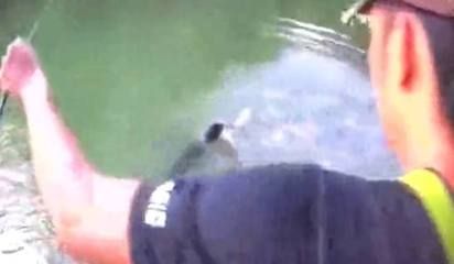 金龍魚半米長大約需要多少錢一條：半米長的金龍魚價格大概在500元左右