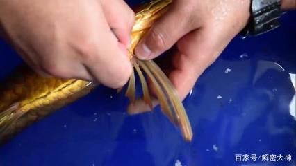 金龍魚半米長大約需要多少錢一條：半米長的金龍魚價格大概在500元左右