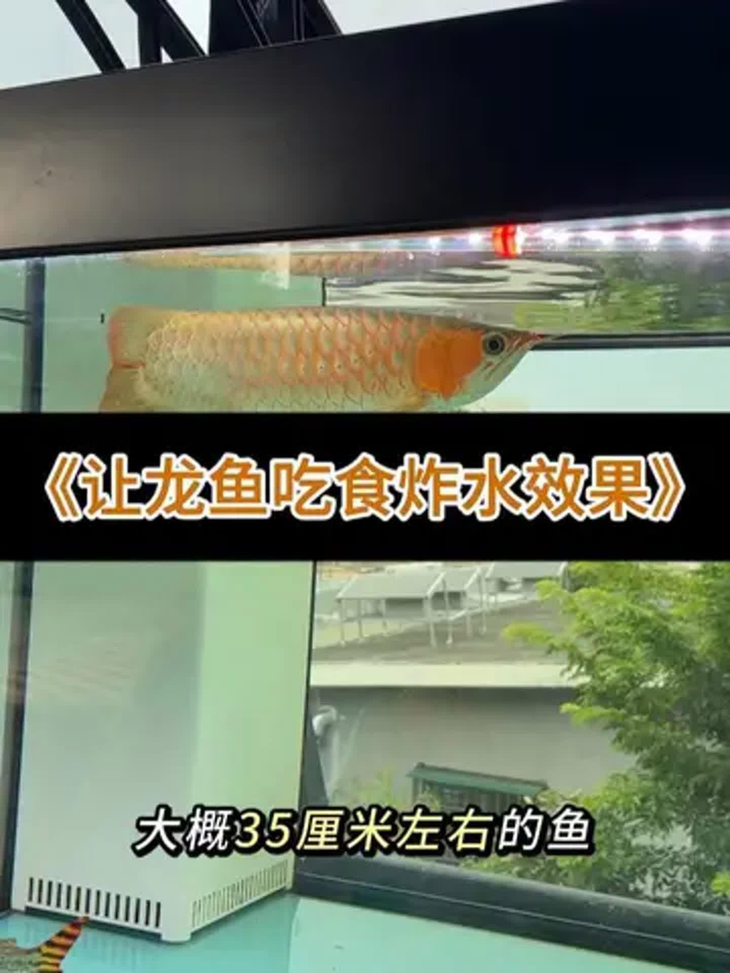有哪些方法可以改善金龍魚消化？