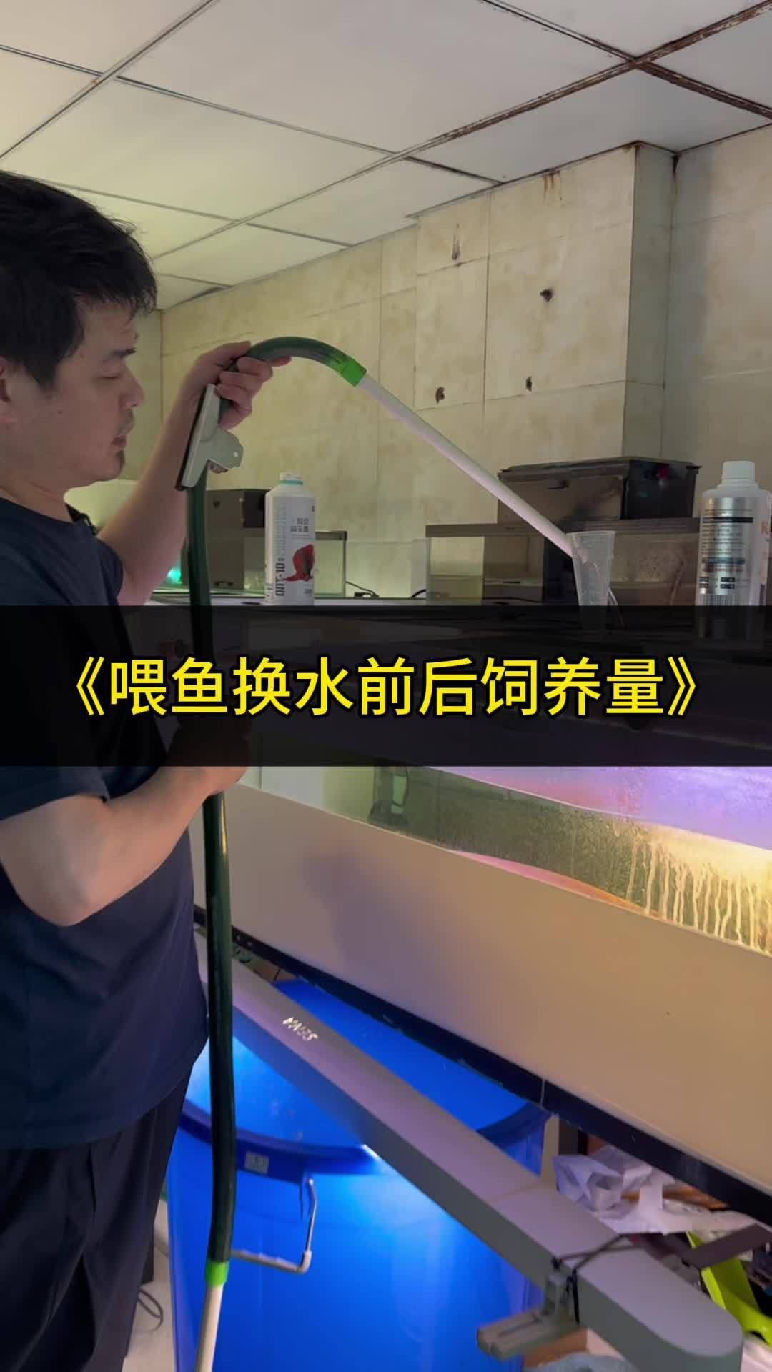 有哪些方法可以改善金龍魚消化？