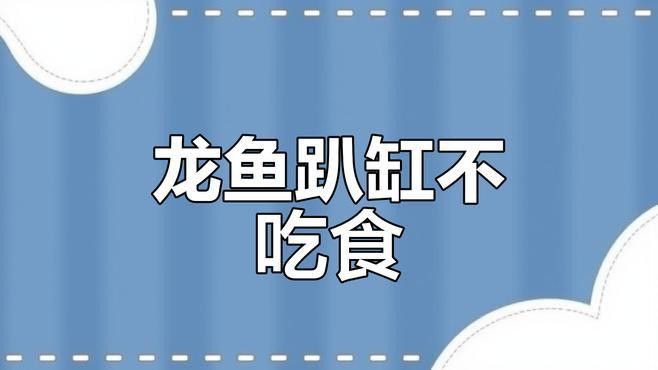 有哪些方法可以改善金龍魚消化？
