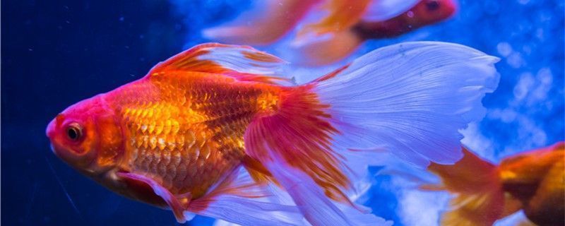 金龍魚江南絲苗米秈米：金龍魚江南絲苗米秈米的營養價值