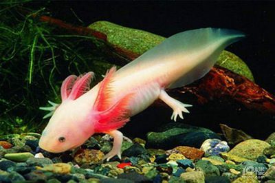 六角恐龍魚(yú)水溫多少度合適：六角恐龍魚(yú)喂食怎么喂