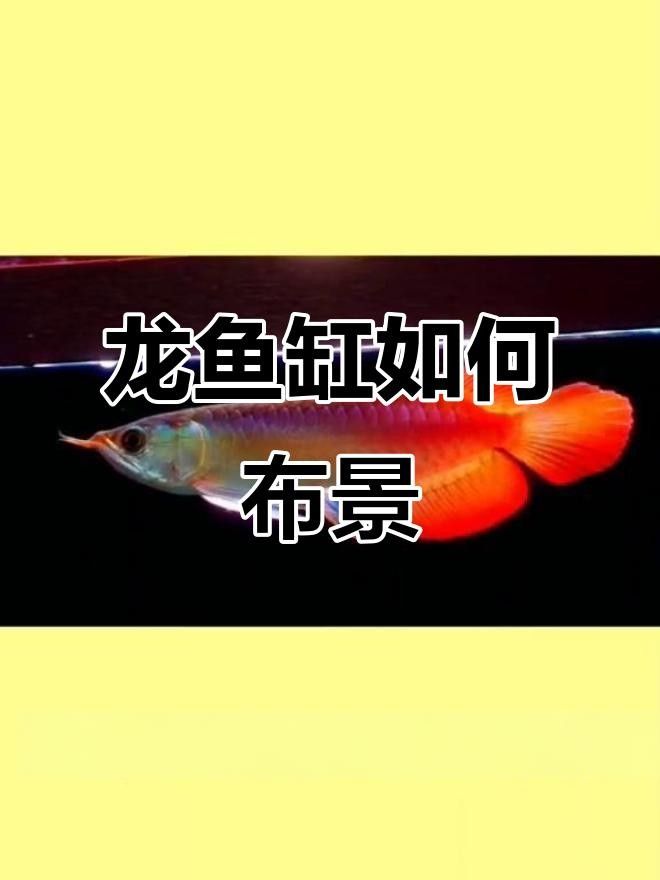 龍魚魚缸背景圖片大全