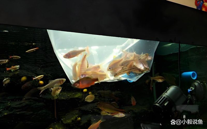 活體運(yùn)輸中如何觀察龍魚狀態(tài)？