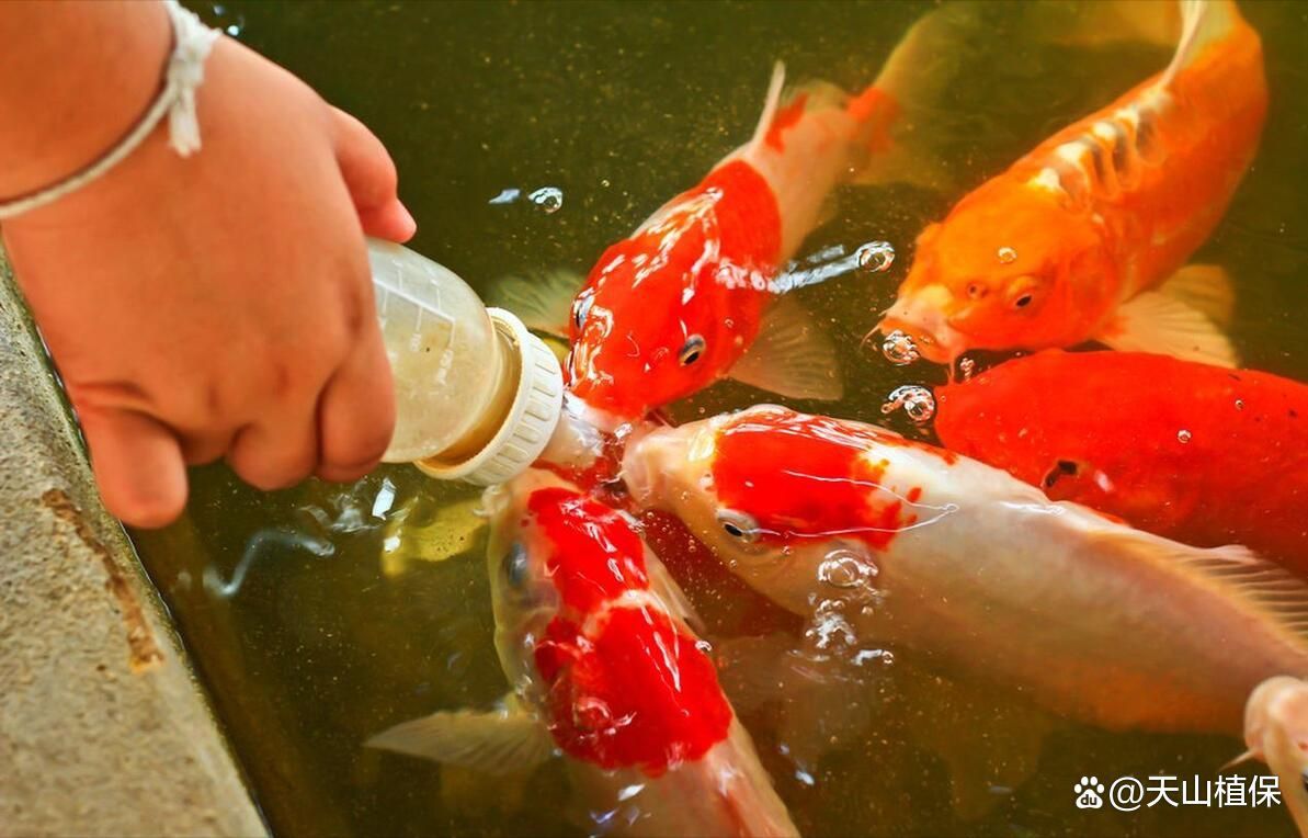 金魚飼料排名第一名