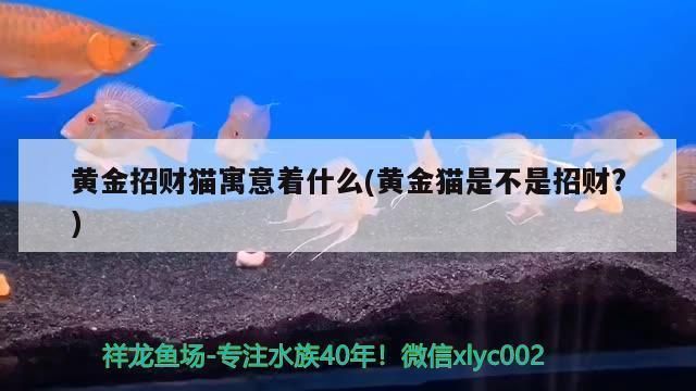 龍魚配招財貓的說法：龍魚招財貓風水布局技巧