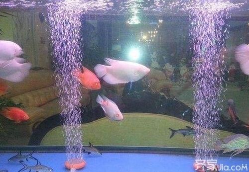 財神鸚鵡魚光照周期設置（如何判斷財神鸚鵡魚光照是否合適）