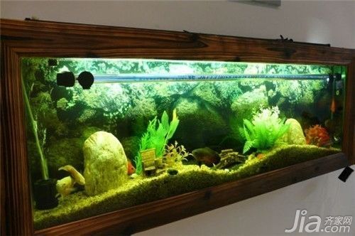 財神鸚鵡魚光照周期設置（如何判斷財神鸚鵡魚光照是否合適）