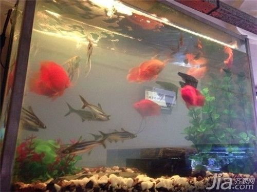 財神鸚鵡魚光照周期設置（如何判斷財神鸚鵡魚光照是否合適）