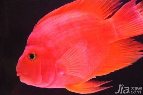 財神鸚鵡魚光照周期設置（如何判斷財神鸚鵡魚光照是否合適）