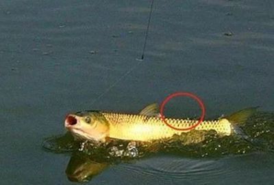 龍魚游不起來：龍魚游不起來可能是由多種因素引起的，飼養者需及時解決