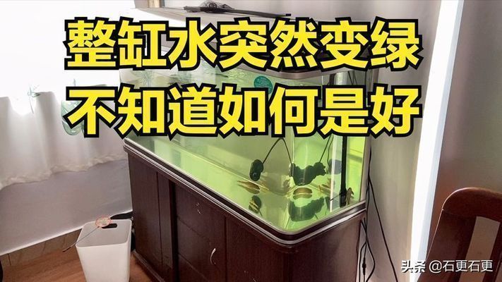 龍魚底色發綠怎么回事：龍魚底色發綠可能是由多種因素引起的