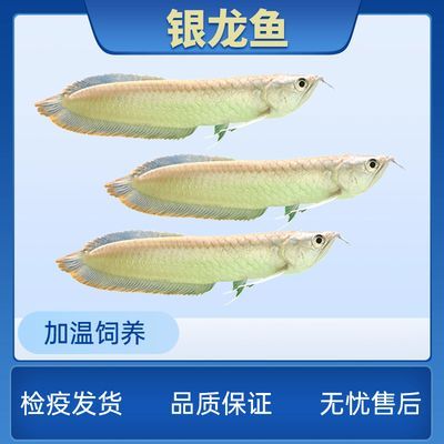 如何檢測銀龍魚苗健康：如何檢測銀龍魚苗的健康狀況