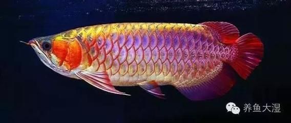 頂級(jí)龍魚圖文鑒賞：頂級(jí)龍魚圖文鑒賞，為了欣賞它們的美麗外觀