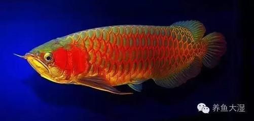 頂級(jí)龍魚圖文鑒賞：頂級(jí)龍魚圖文鑒賞，為了欣賞它們的美麗外觀