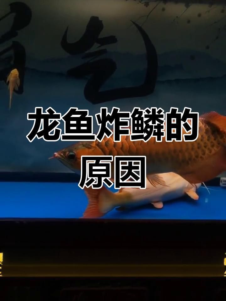 龍魚炸鱗了自救辦法
