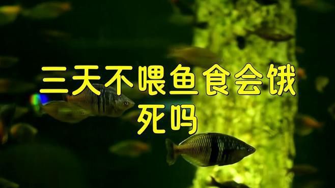 龍魚不吃食會有什么后果？