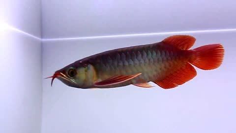 戰車紅龍魚是什么意思（戰車紅龍魚是一種特殊的紅龍魚品種）