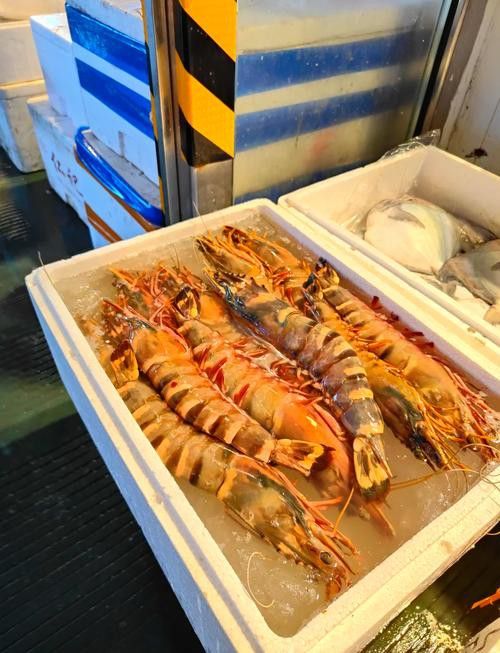重慶哪里有賣龍魚的