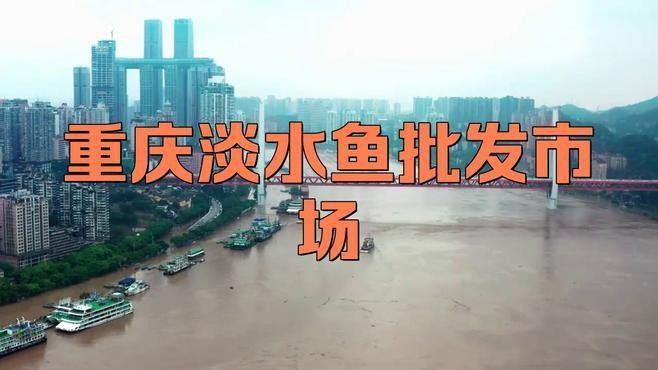 重慶哪里有賣龍魚的