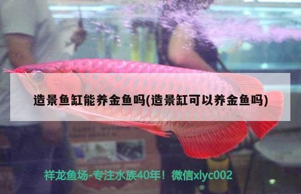 龍魚缸可以養金魚嗎：龍魚缸可以用來養金魚嗎