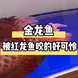 紅龍魚的尾巴怎么越養越大：紅龍魚尾巴怎么越養越大