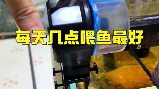 龍晴魚多久喂一次食？