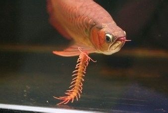 龍魚拉白色的屎是怎么了