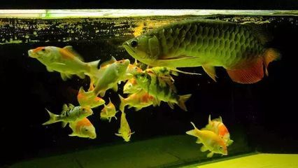 冷水龍魚有哪些特點(diǎn)：冷水龍魚有哪些特點(diǎn)冷水龍魚有哪些特點(diǎn)