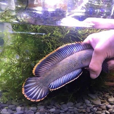 冷水龍魚有哪些特點(diǎn)：冷水龍魚有哪些特點(diǎn)冷水龍魚有哪些特點(diǎn)