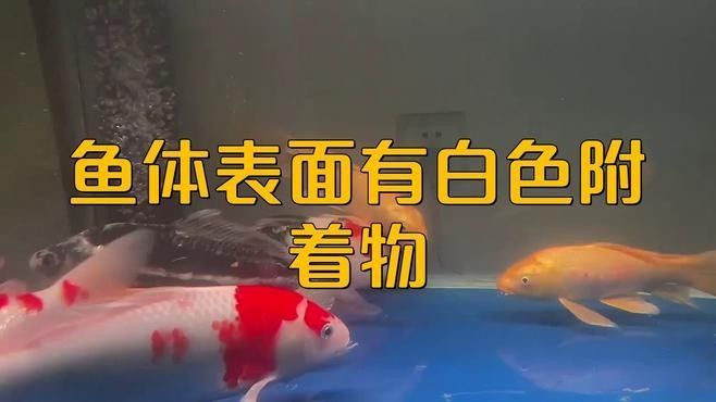 龍魚體表有白色棉絮狀東西是什么