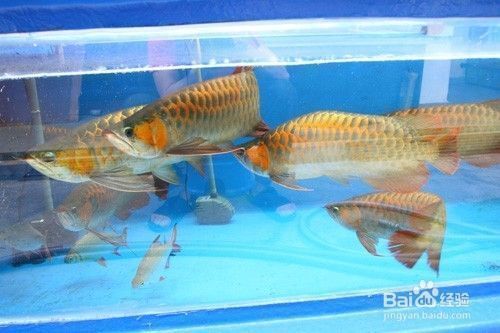 龍魚混養(yǎng)一般要多長時間才不打架？，