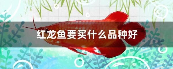 紅龍魚(yú)品相排名榜：紅龍魚(yú)品相排名榜：紅龍魚(yú)品相排名榜，紅龍魚(yú)品相排名榜