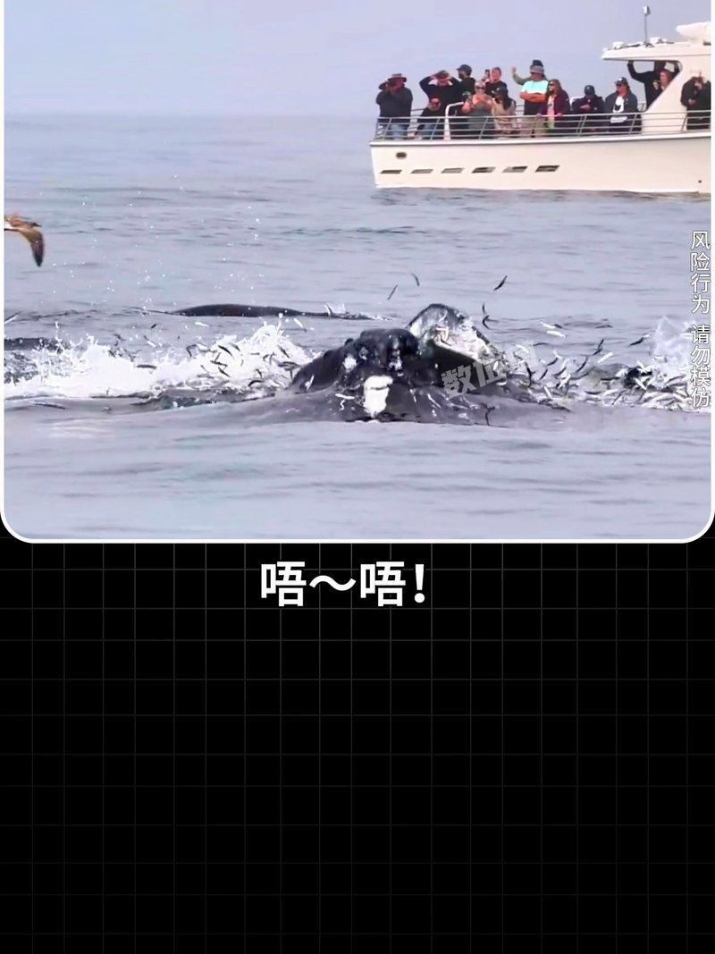 鯨魚的嘴巴大的像什么