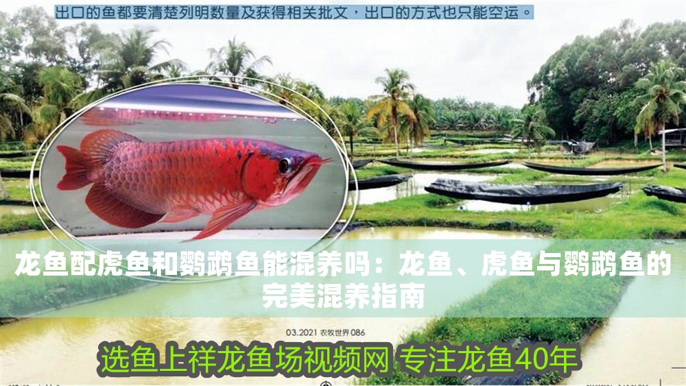 龍魚(yú)配虎魚(yú)和鸚鵡魚(yú)能混養(yǎng)嗎：龍魚(yú)、虎魚(yú)與鸚鵡魚(yú)的完美混養(yǎng)指南
